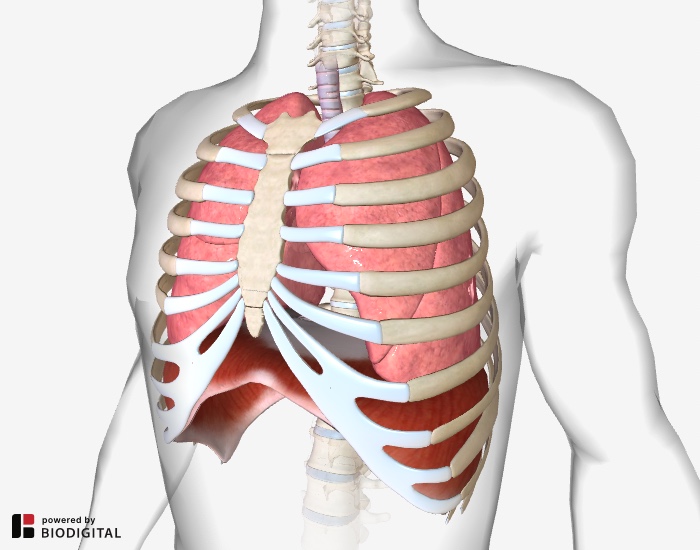 Diaphragmatic Breathing  Relieving Back Pain with Your Breath