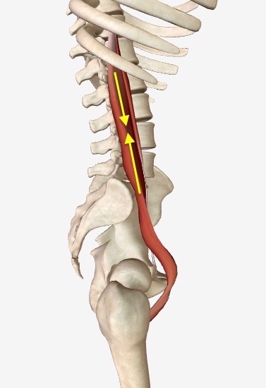 Is The Iliopsoas Related To Your Back Pain?